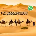 a group of people riding camels in the desert