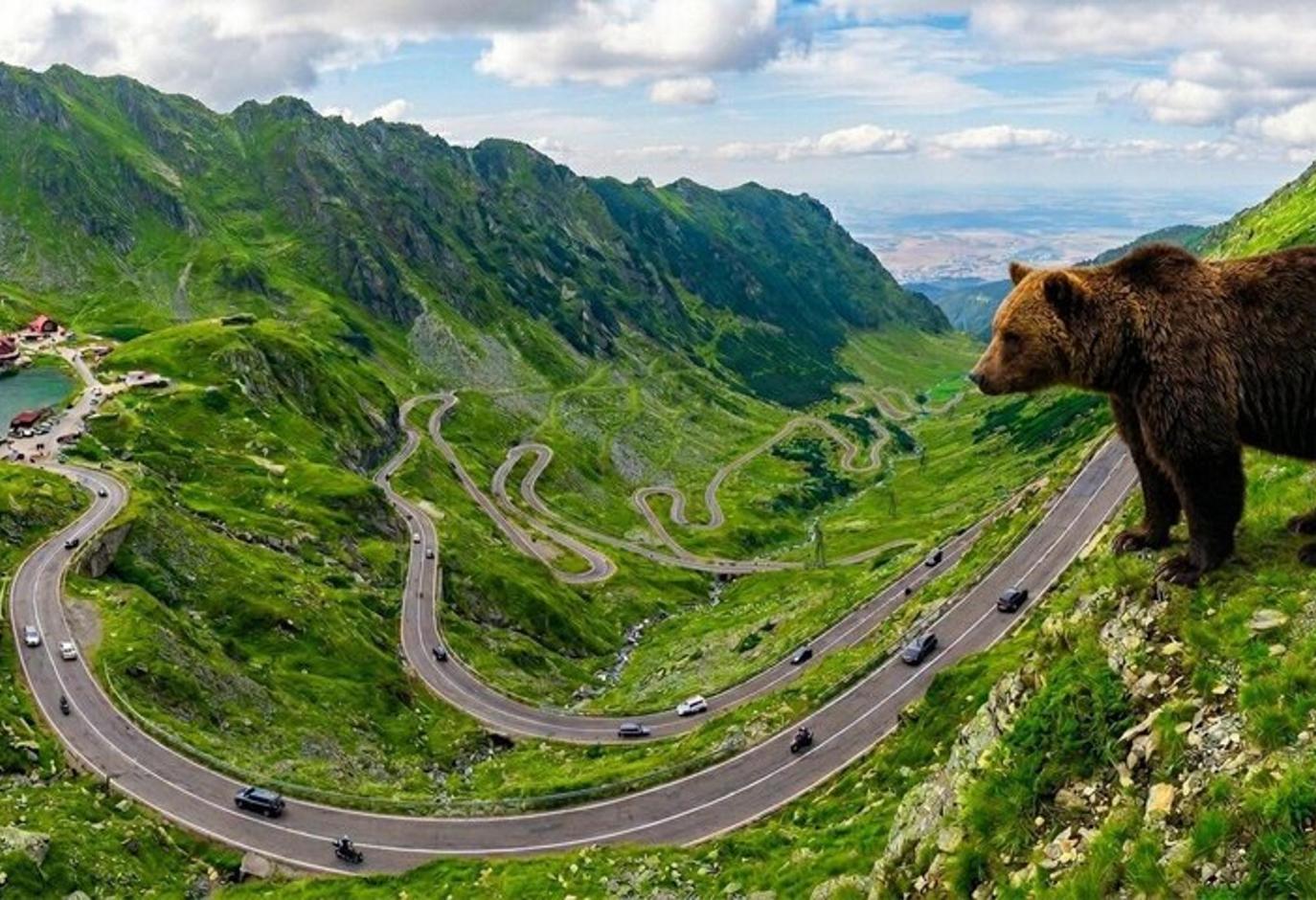 a brown bear standing on the side of a road