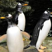 a group of three penguins standing in the water