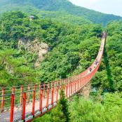 森林中的一座吊桥