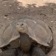 en skildpadde sidder på jorden i snavset