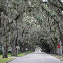 a road lined with trees with a stop sign