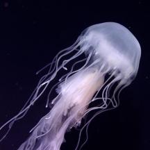 una medusa flota a l'aire