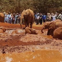 a group of elephants in the mud with a crowd of people