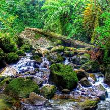 aliran air dengan batu di dalam hutan