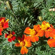 a group of orange and yellow flowers in a garden