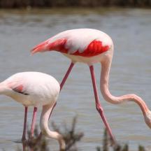Tveir bleikir flamingóar standa í vatninu
