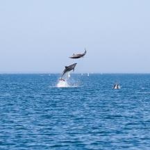 zwei Delfine springen aus dem Wasser im Ozean