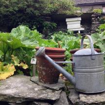 a garden with a watering can and some plants