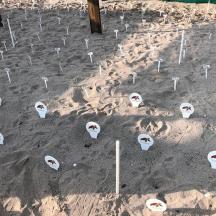 un modello di deserto con teschi bianchi nella terra