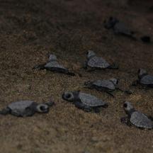 un gruppo di uccelli in piedi nella sabbia