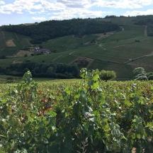 a view of a field of green vines