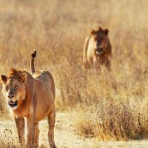 two lions walking on a dirt road in a field