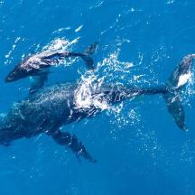 two dolphins swimming in the blue water