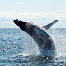 a humpback whale jumping out of the water