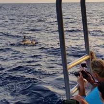 a group of people taking pictures of a duck in the water