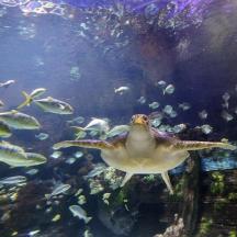 eine Schildkröte, die in einem Aquarium mit Fischen schwimmt