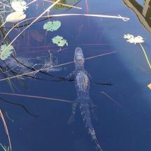 a turtle swimming in the water next to some weeds