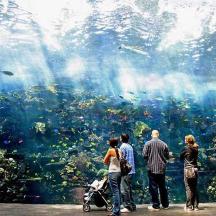 a group of people standing in front of an aquarium