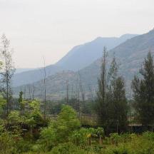 a view of a forest with mountains in the background