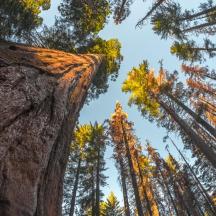 un gruppo di alberi alti che guardano verso il cielo