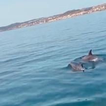 a dolphin swimming in the water next to a boat