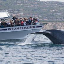 ein Wal, der neben einem Boot aus dem Wasser springt