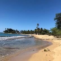 a sandy beach with trees and the ocean