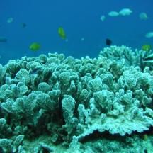 ein Korallenriff mit Fischen im Ozean