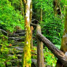 ein Steinweg mitten im Wald