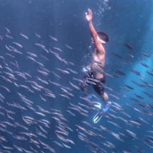 a man swimming in the water with a school of fish