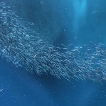 a large group of fish swimming in the ocean