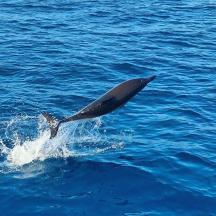 un delfino che salta fuori dall'acqua nell'oceano
