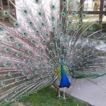 a peacock with its feathers out on the grass