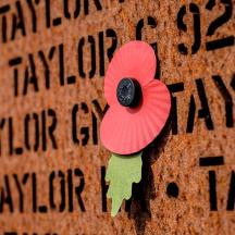 a red poppy pinned to a wall with writing