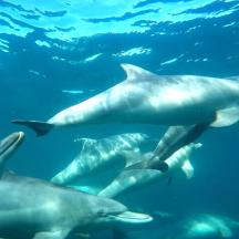 a group of dolphins swimming in the water