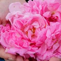 a person holding a pink flower in their hand
