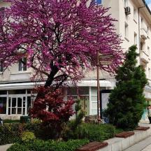 a tree with purple flowers in front of a building