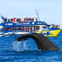 a blue and yellow boat with a whale in the ocean