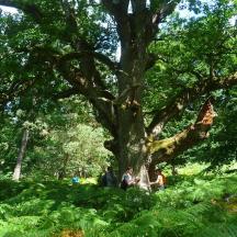 a group of people standing under a tree