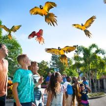 a group of people watching birds fly in the air