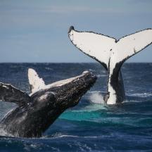 two dolphins in the water with their flippers up