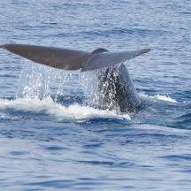 ein Delphin im Wasser mit erhobener Schwanzflosse
