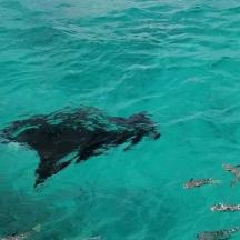 a sea turtle swimming in the water