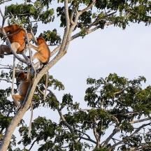 a group of monkeys sitting in a tree