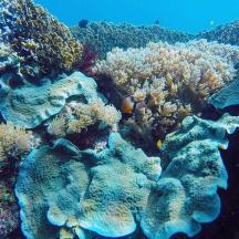 a group of corals and fish in the ocean