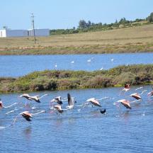 a flock of pink flamingos flying over a body of water