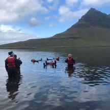 a group of people standing in the water with dogs