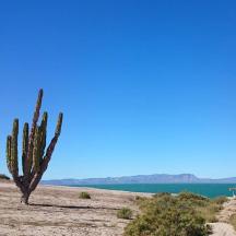 een cactus midden in een woestijn met het water