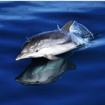 a dolphin jumping out of the water